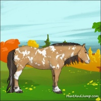 Horse Color:White Spotted Buckskin Sabino and White Spotted Buckskin Sabino Rabicano