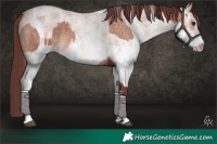 Horse Color:Chocolate Bay Roan Sabino and White Spotted Chocolate Bay Roan