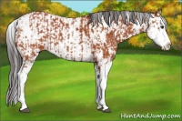 Horse Color:Bay Sabino and Bay Sabino Splash