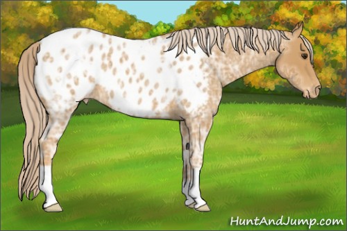 Horse Color:Palomino Ice Roan Appaloosa 