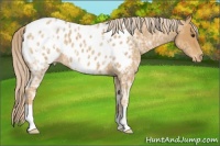 Horse Color:Palomino Ice Roan Appaloosa 