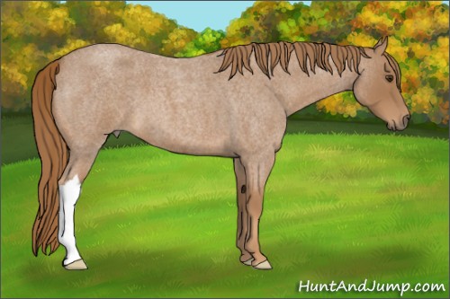 Horse Color:Red Roan 