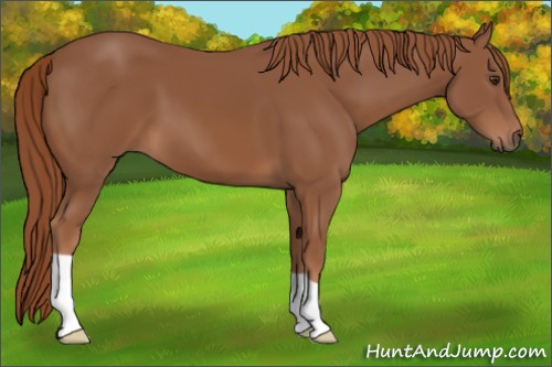 Horse Color:Chestnut 