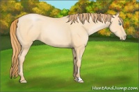 Horse Color:Buckskin Pearl