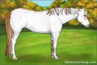 Horse Color:White Spotted Chestnut Frame 
