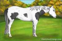 Horse Color:Black Splash Tobiano Rabicano