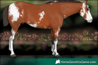 Horse Color:Bay Sabino  and Bay Sabino 