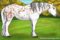 Horse Color:Bay Sabino and Gray Bay Sabino