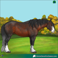 Horse Color:Brown Sabino