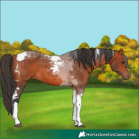Horse Color:Bay Tobiano 