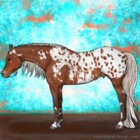 Horse Color:White Spotted Silver Bay Appaloosa