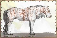 Horse Color:Bay Sabino  and Bay Sabino 