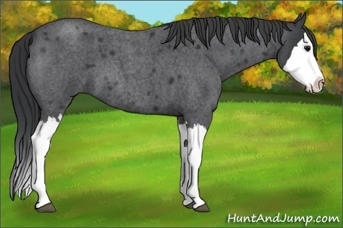 Horse Color:Blue Roan Splash 