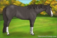 Horse Color:Smoky Blue Roan Splash 