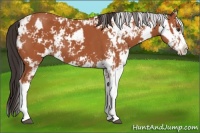Horse Color:Bay Sabino  and Bay Sabino 