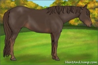 Horse Color:Liver Chestnut Rabicano 
