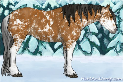 Horse Color:Gray Buckskin Sabino  and Gray Buckskin Sabino Rabicano 