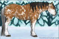 Horse Color:Gray Buckskin Sabino  and Gray Buckskin Sabino Rabicano 