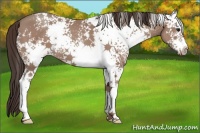 Horse Color:White Spotted Classic Champagne 