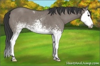 Horse Color:White Spotted Grullo Splash 
