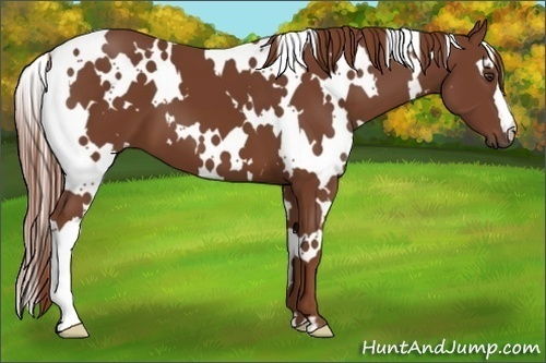 Horse Color:White Spotted Chestnut 