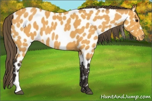 Horse Color:Buckskin Appaloosa 