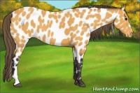 Horse Color:Buckskin Appaloosa 