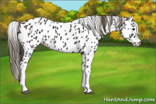 Horse Color:Smoky Black Appaloosa 
