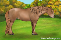 Horse Color:Gray Chestnut Pearl 