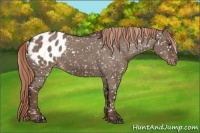 Horse Color:Liver Red Dun Appaloosa 