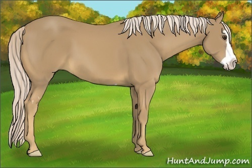Horse Color:Palomino Splash Frame 