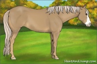 Horse Color:Palomino Splash Frame 