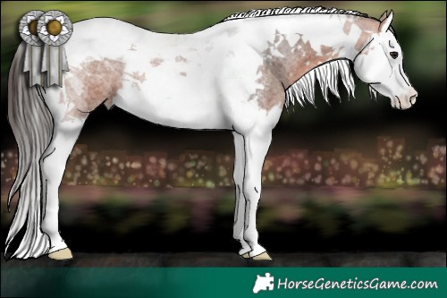 Horse Color:Bay Roan Splash Tobiano 