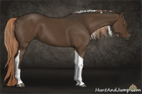 Horse Color:Gray Chocolate Palomino Tobiano 
