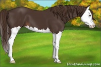 Horse Color:Liver Chestnut Splash 