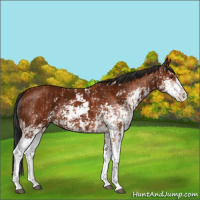 Horse Color:Bay Sabino  and Gray Bay Sabino 