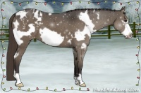 Horse Color:White Spotted Smoky Black Frame Appaloosa 