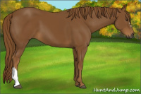 Horse Color:Gray Chestnut 