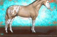 Horse Color:Chestnut Pearl Splash Appaloosa 