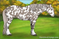 Horse Color:Silver Grullo Splash Appaloosa 