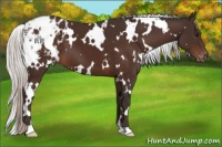 Horse Color:White Spotted Silver Brown Blanket