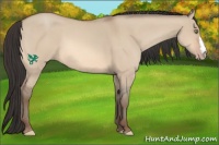 Horse Color:Amber Champagne Dun 