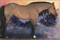 Horse Color:Brown Dun 