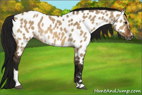 Horse Color:Gray Bay Dun Sabino Near Leopard Rabicano