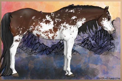 Horse Color:Gray Bay Sabino