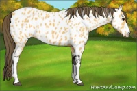 Horse Color:Buckskin Appaloosa 