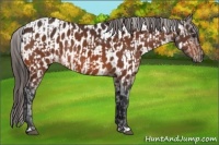 Horse Color:Brown Rabicano and Brown Near Leopard Rabicano