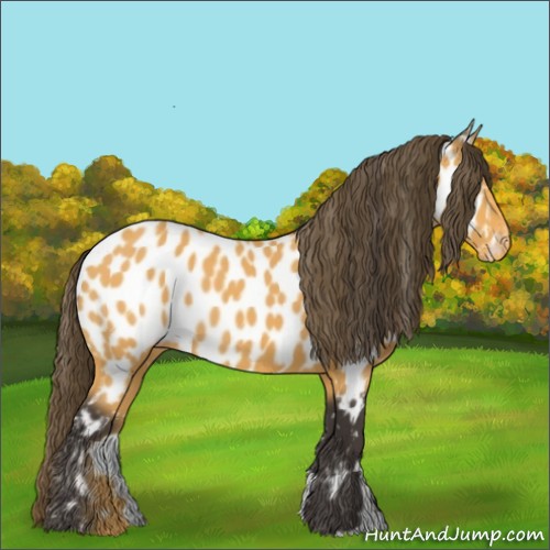 Horse Color:Buckskin Appaloosa 