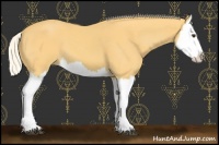 Horse Color:Palomino Splash 