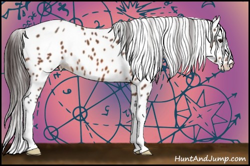 Horse Color:Buckskin Leopard